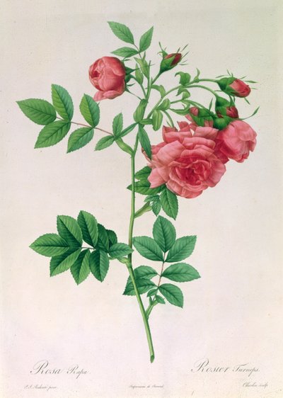 Rosa Rapa von Pierre Joseph Redouté